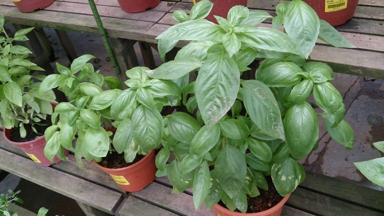 Plantă proaspătă de busuioc, cu frunze verzi late și tulpini subțiri.